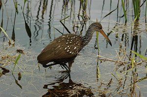 Limpkin, 2010-01141184 Loxahatchee NWR, FL